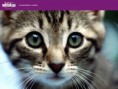 /album/fenykepgaleria/whiskas-cica-2-jpg/